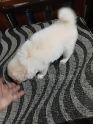 Pomeranian Puppies
