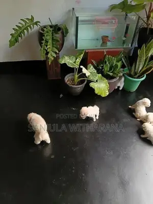 Pomeranian Puppies
