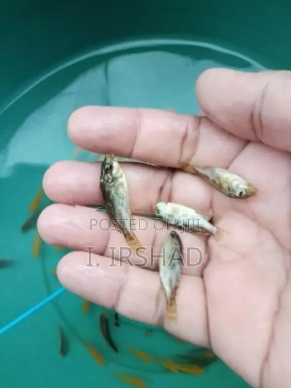 Malawi Fish