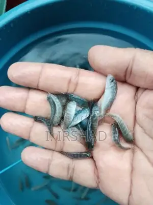Malawi Fish