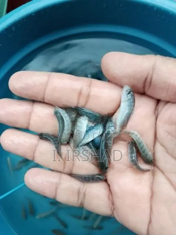 Malawi Fish