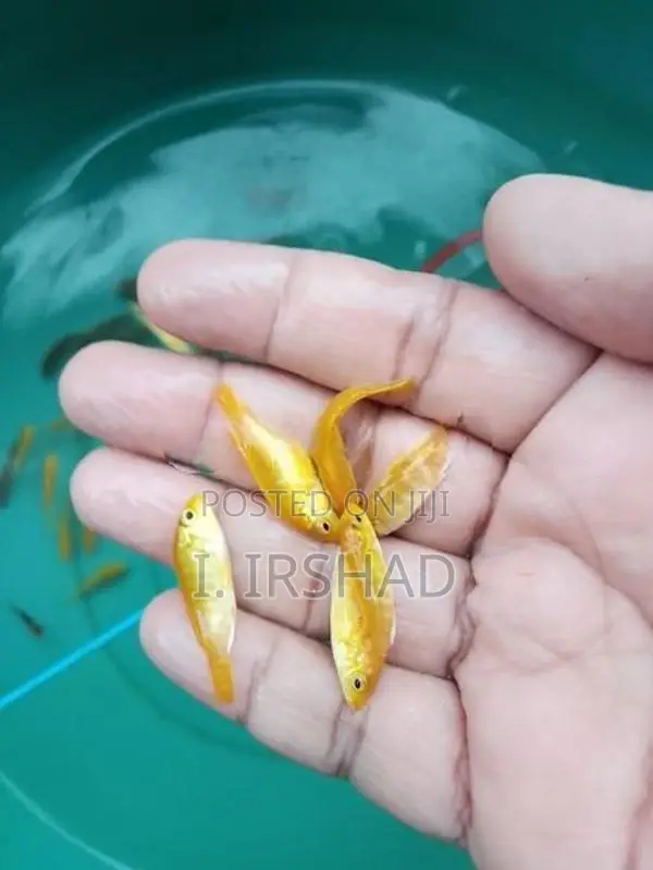 Malawi Fish