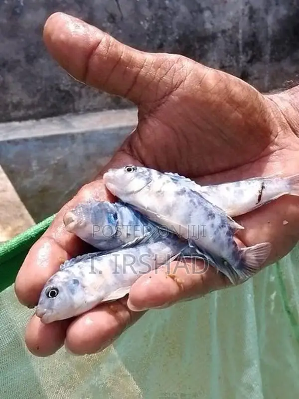 Malawi Fish