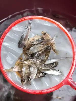 Malawi Fish