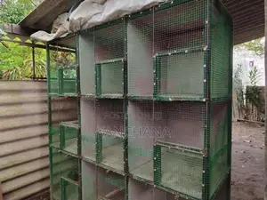 Birds Steel Cage