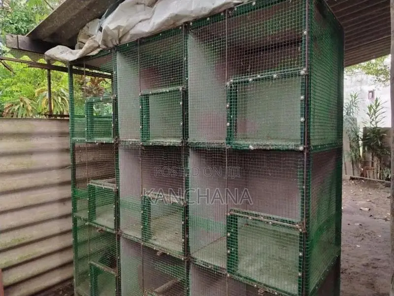 Birds Steel Cage