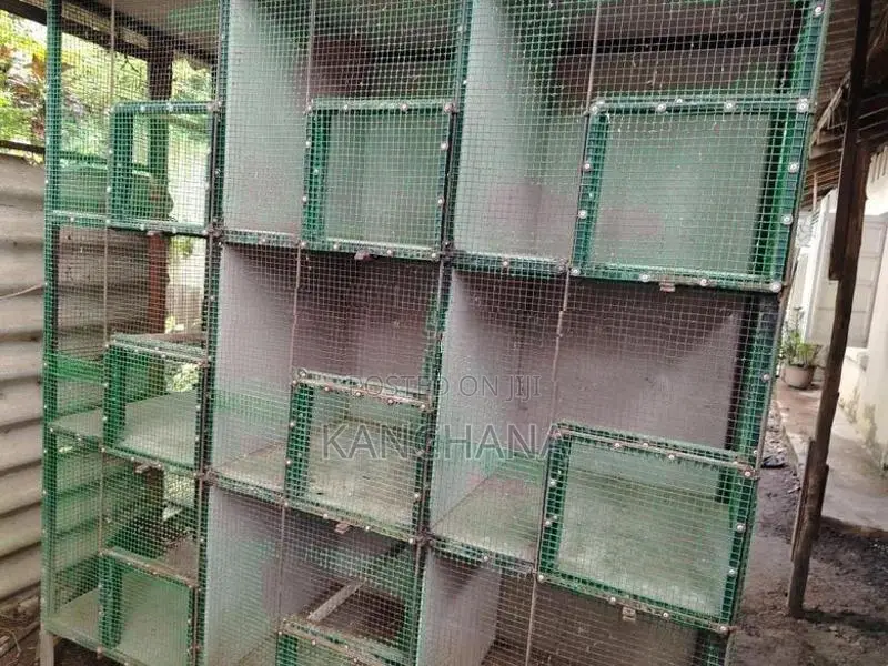 Birds Steel Cage