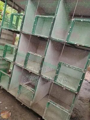 Birds Steel Cage