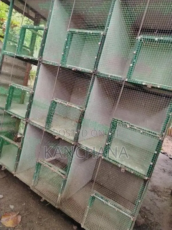 Birds Steel Cage