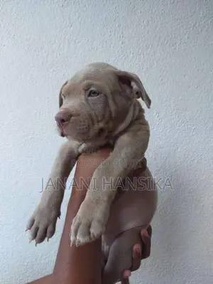 American Bully Puppies