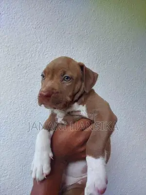 American Bully Puppies