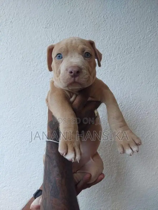 American Bully Puppies
