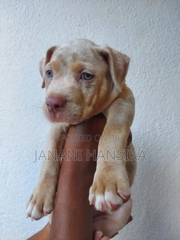 American Bully Puppies