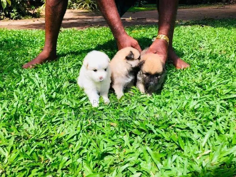 Pomeranian Puppies