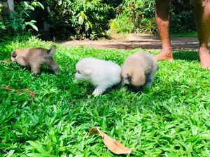Pomeranian Puppies