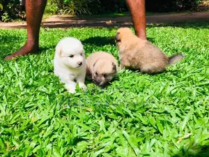 Pomeranian Puppies