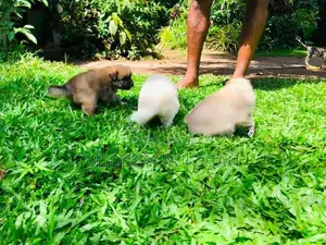 Pomeranian Puppies