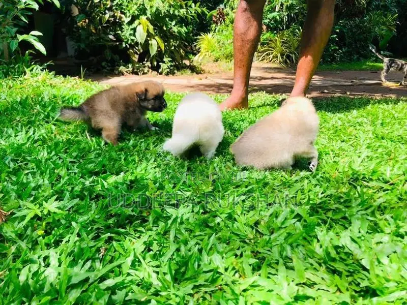 Pomeranian Puppies