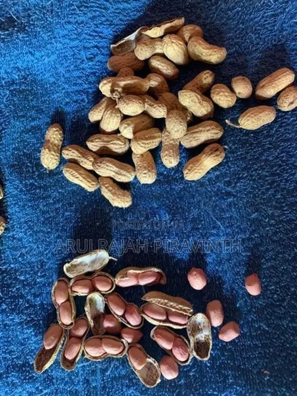 விதை கச்சான் (Peanut)