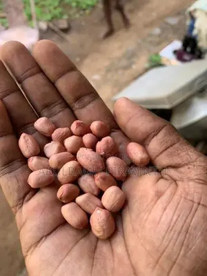 விதை கச்சான் (Peanut)