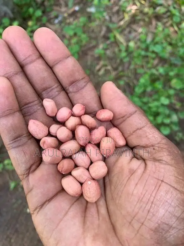 விதை கச்சான் (Peanut)