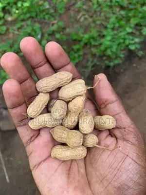 விதை கச்சான் (Peanut)