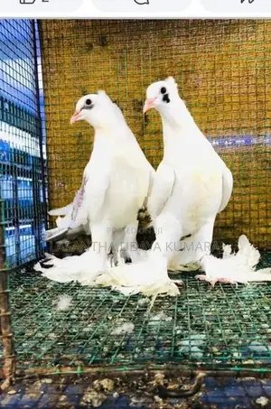 Paraviyan - Bird