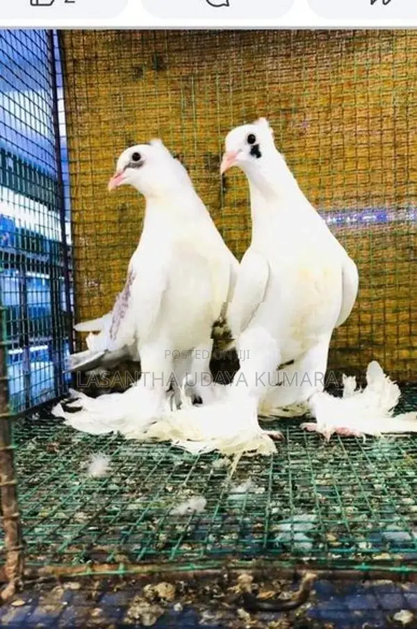Paraviyan - Bird