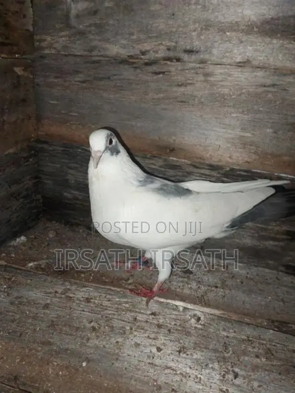 Pigeons