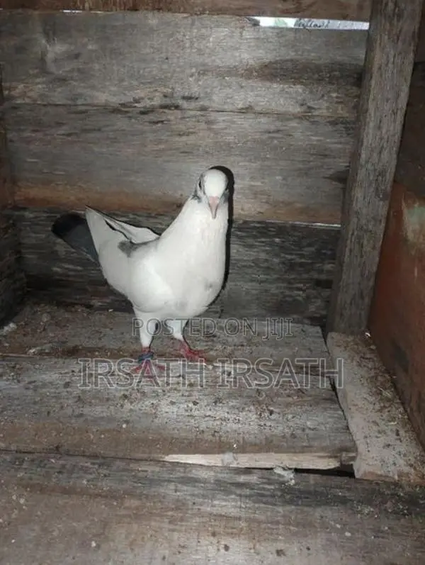 Pigeons