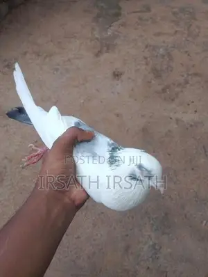 Pigeons