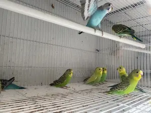 Budgerigars Young Chicks