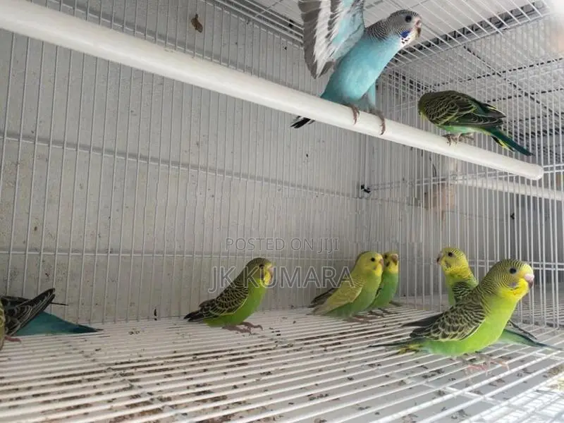Budgerigars Young Chicks