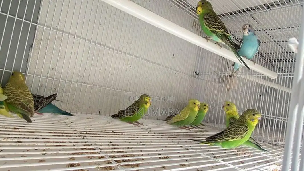 Budgerigars Young Chicks