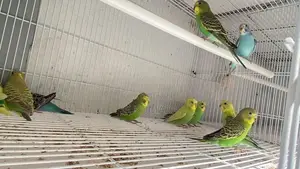 Budgerigars Young Chicks