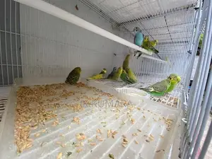 Budgerigars Young Chicks
