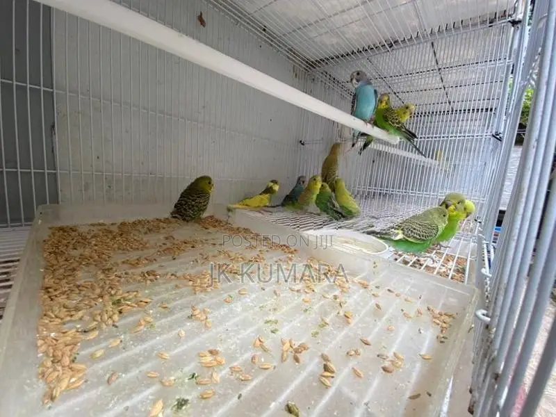 Budgerigars Young Chicks