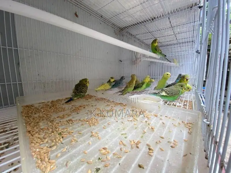 Budgerigars Young Chicks