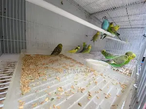 Budgerigars Young Chicks