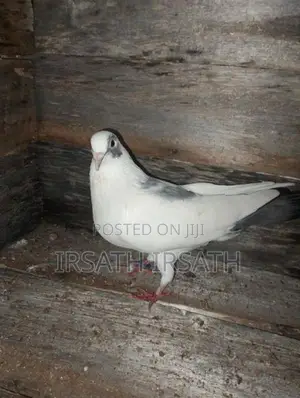 Pigeons