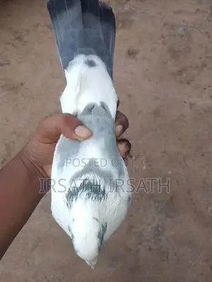 Pigeons