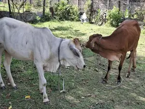 Farm Cow