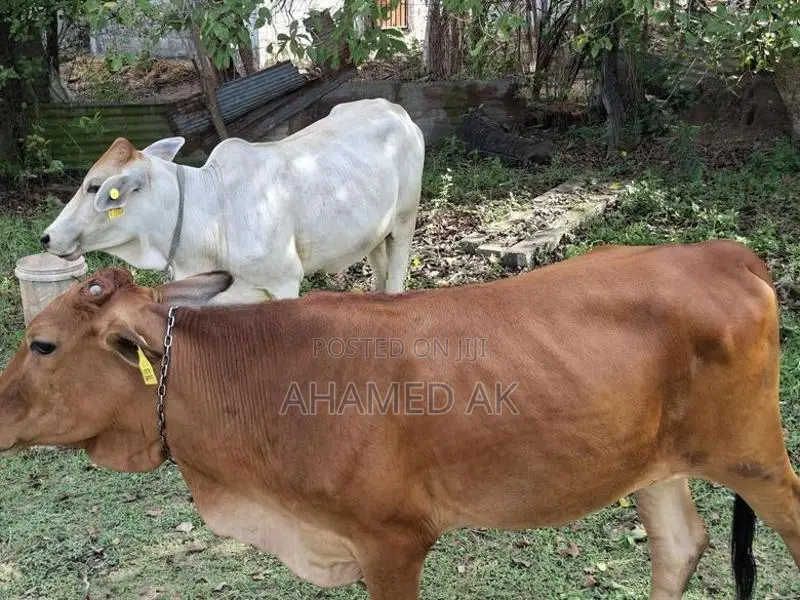 Farm Cow