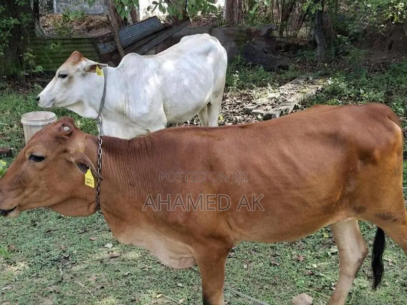 Farm Cow