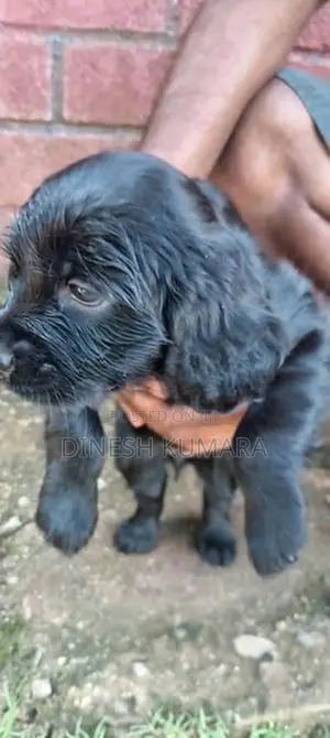 Cocker Spaniel