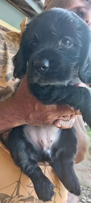 Cocker Spaniel