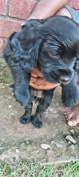 Cocker Spaniel