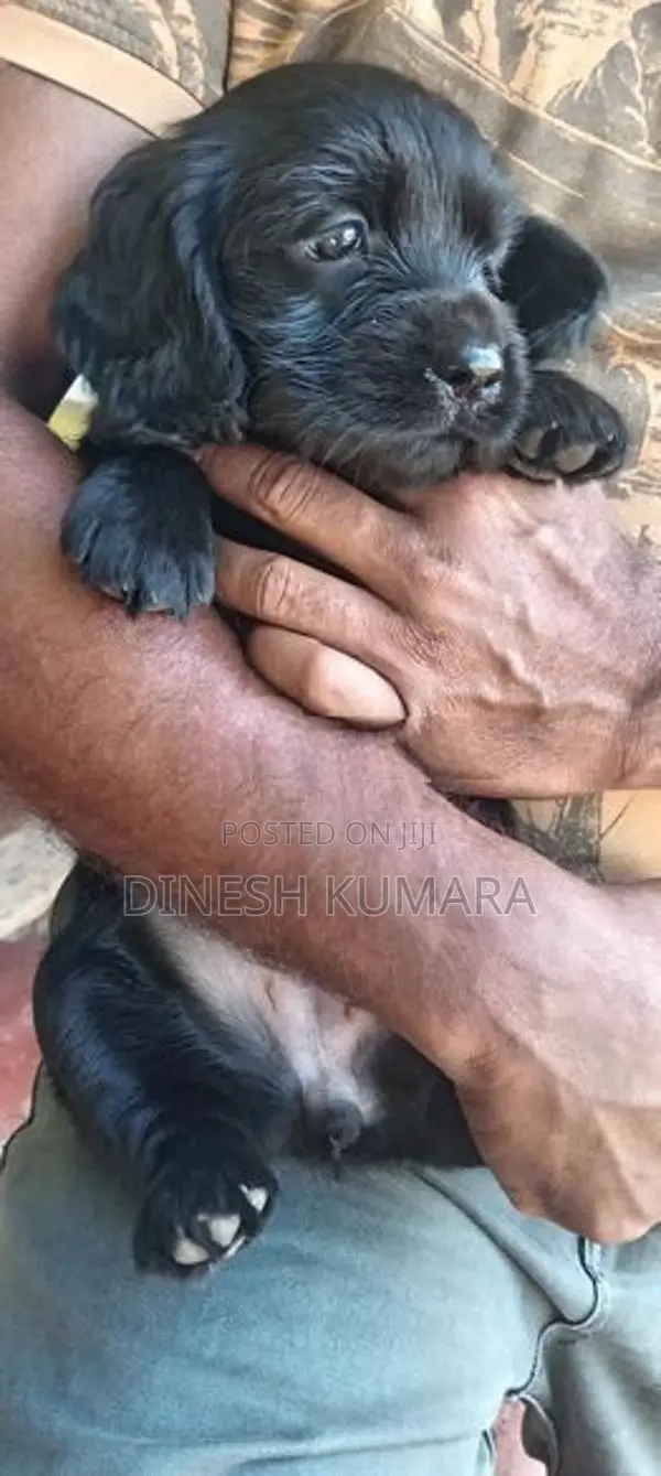 Cocker Spaniel