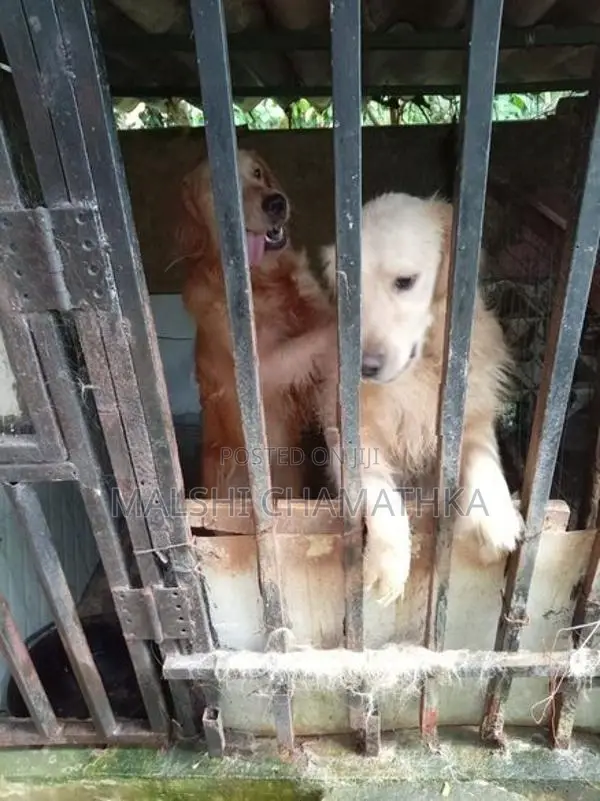 Golden Retriever