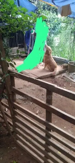 Golden Retriever